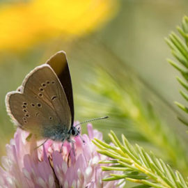 Juillet – Août 2019